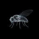 FLYBRAIN