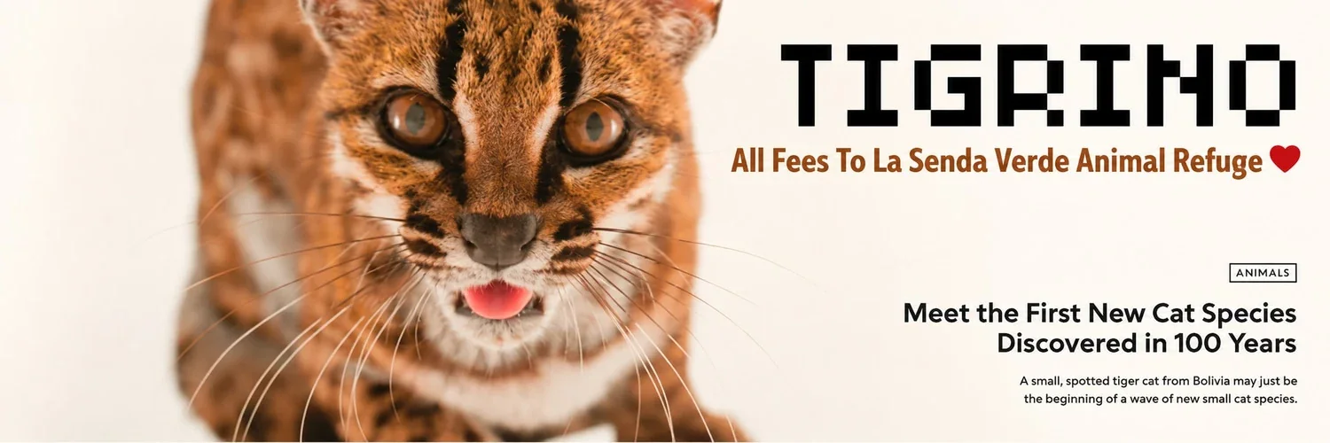 Bannière du projet Tigrino. Le soutien annoncé porte sur les frais créateur du token.