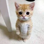 Token logo: Gato