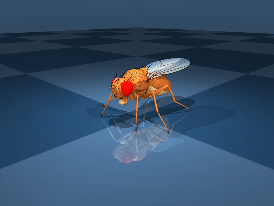 Corps de mouche simulé, illustration publiée par le projet ; ce rendu n’est pas la preuve d’une locomotion autonome. [9]
