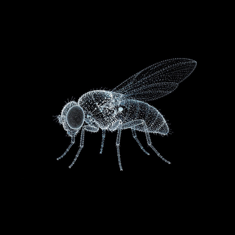 FLYBRAIN